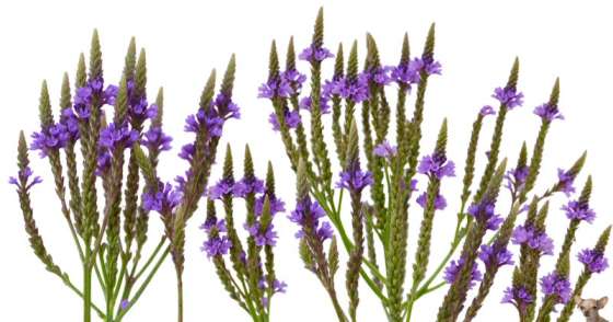 Vervain