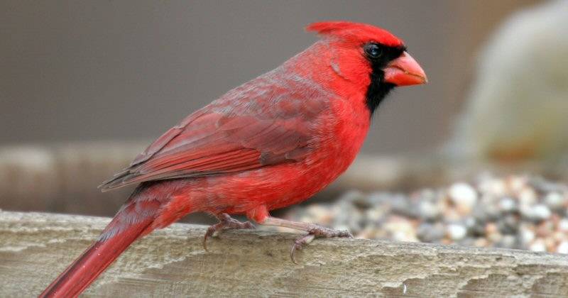 Red Bird